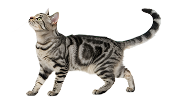 Grau getigerte Katze, die nach oben blickt