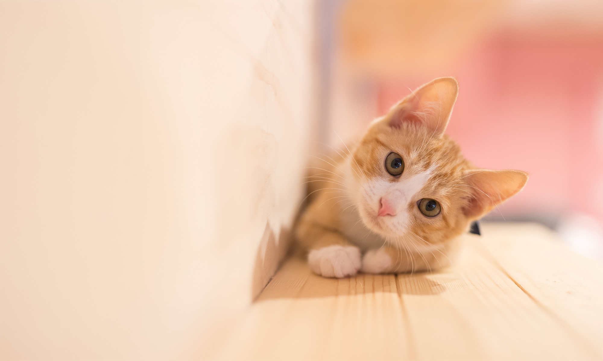 Eine cremeorange-weiße Katze schaut den Betrachter mit geneigtem Kopf neugierig an