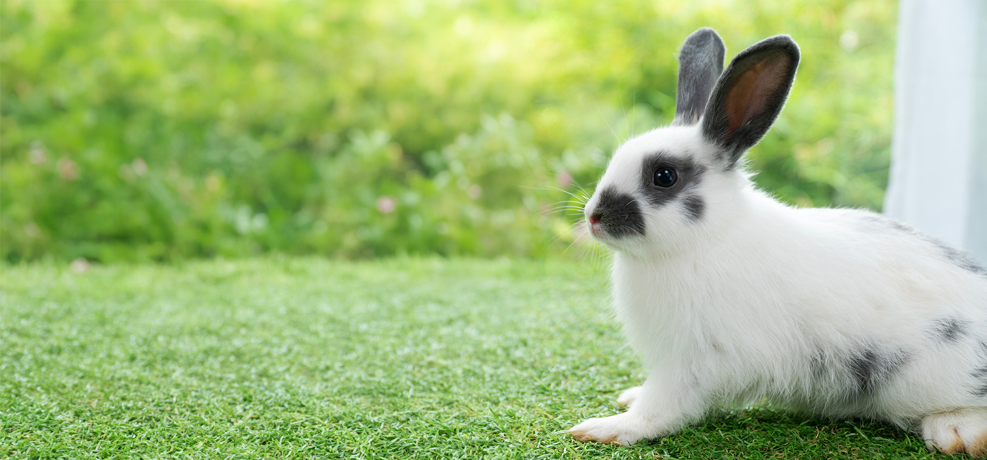 Ein weißes Kaninchen mit schwarzen Flecken sitzt auf einem Stück Rasen