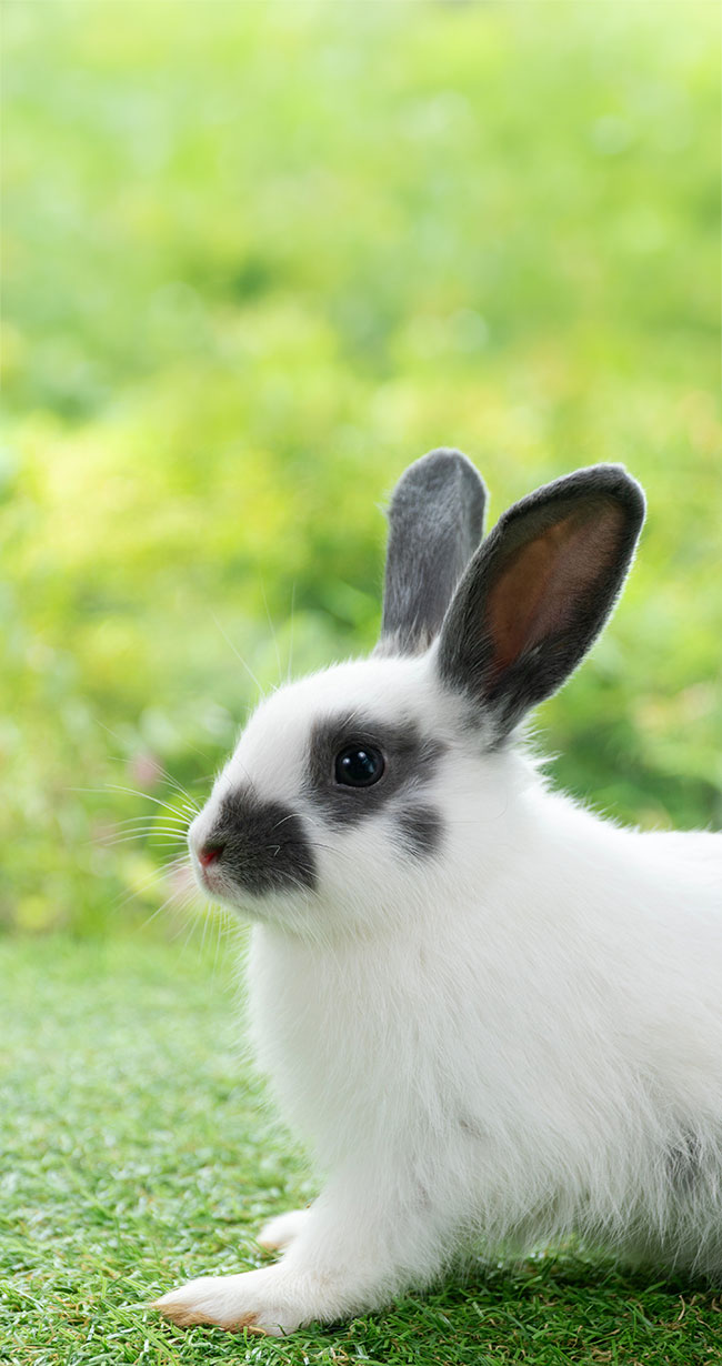 Ein weißes Kaninchen mit schwarzen Flecken sitzt auf einem Stück Rasen im Garten