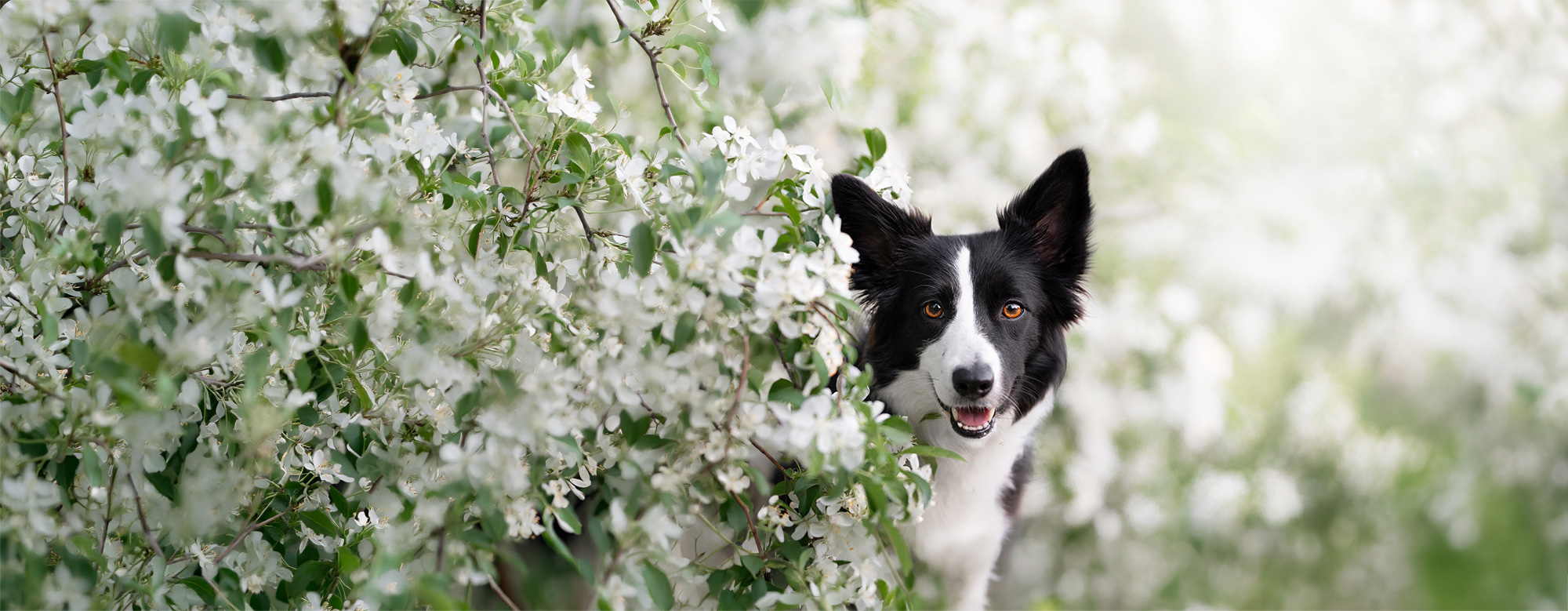 Ein schwarzweißer Border Collie Hund schaut aus einem Gebüsch mit weißen Blüten heraus freundlich zum Betrachter